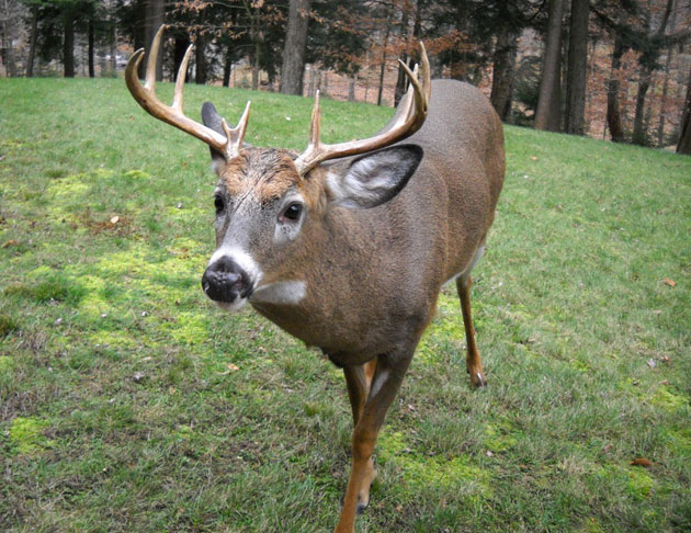 Buck Mark | Photo of the Day | Noozhawk