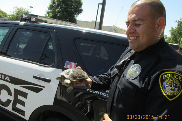 Santa Maria Police Trying to Track Down Owner of Runaway Turtle | Local ...