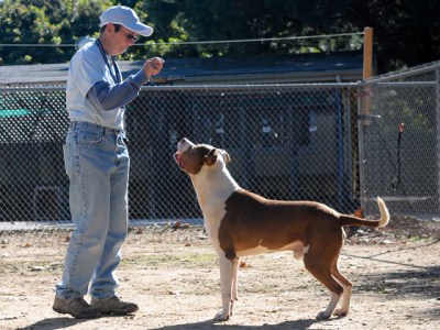 El Niño: Humane Society Works to Keep Pets Safe in Case of Emergency