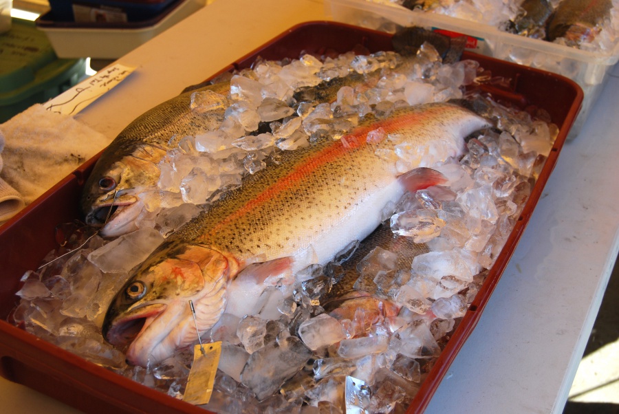 A seven-pound trout rests in ice after the Neal Taylor Fish Derby.