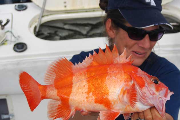 deals on shimano reels Shimano Sedona Spin Reel