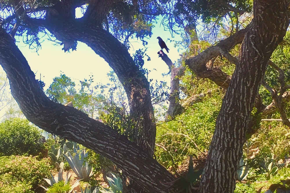 Hawk Stop | Photo of the Day | Noozhawk