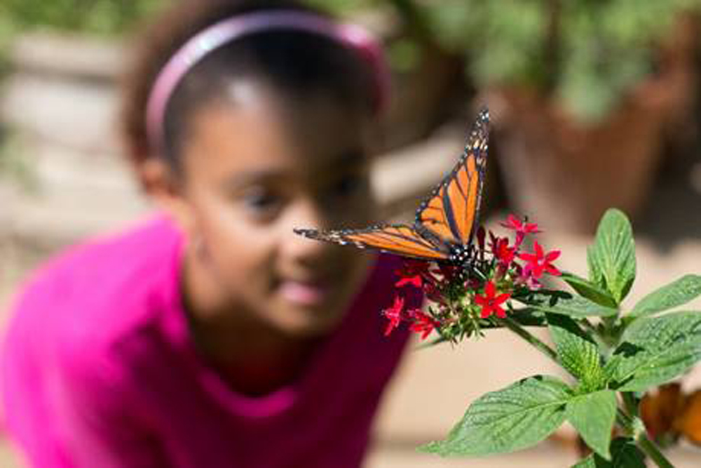 Santa Barbara Museum of Natural History Seeks Volunteers for Butterfly