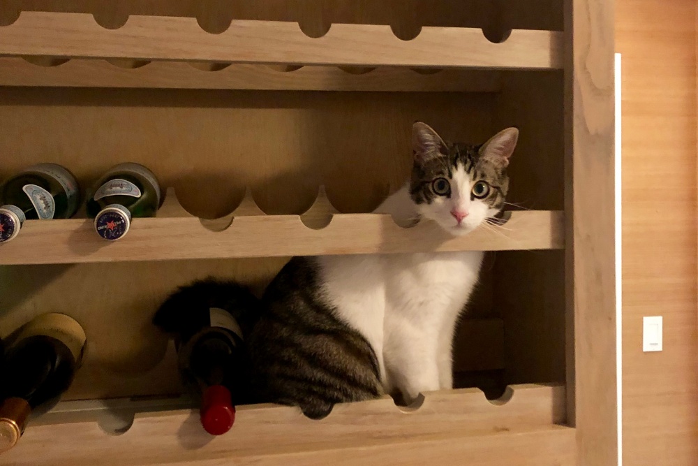 Cat Rack | Photo of the Day | Noozhawk