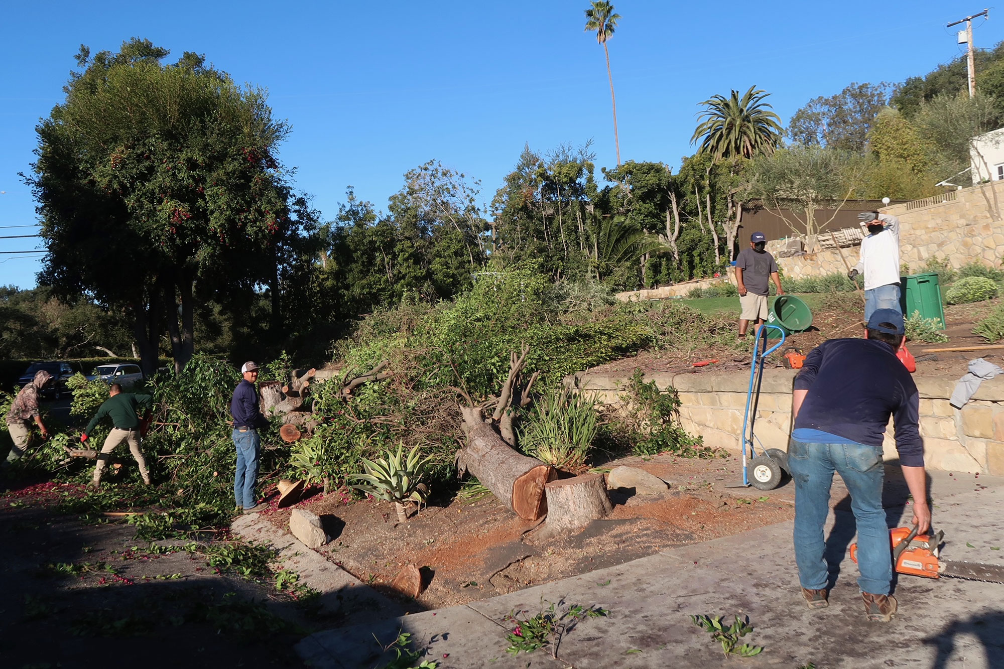 Neighbors, City Upset after Santa Barbara Homeowner Fells Street Trees ...
