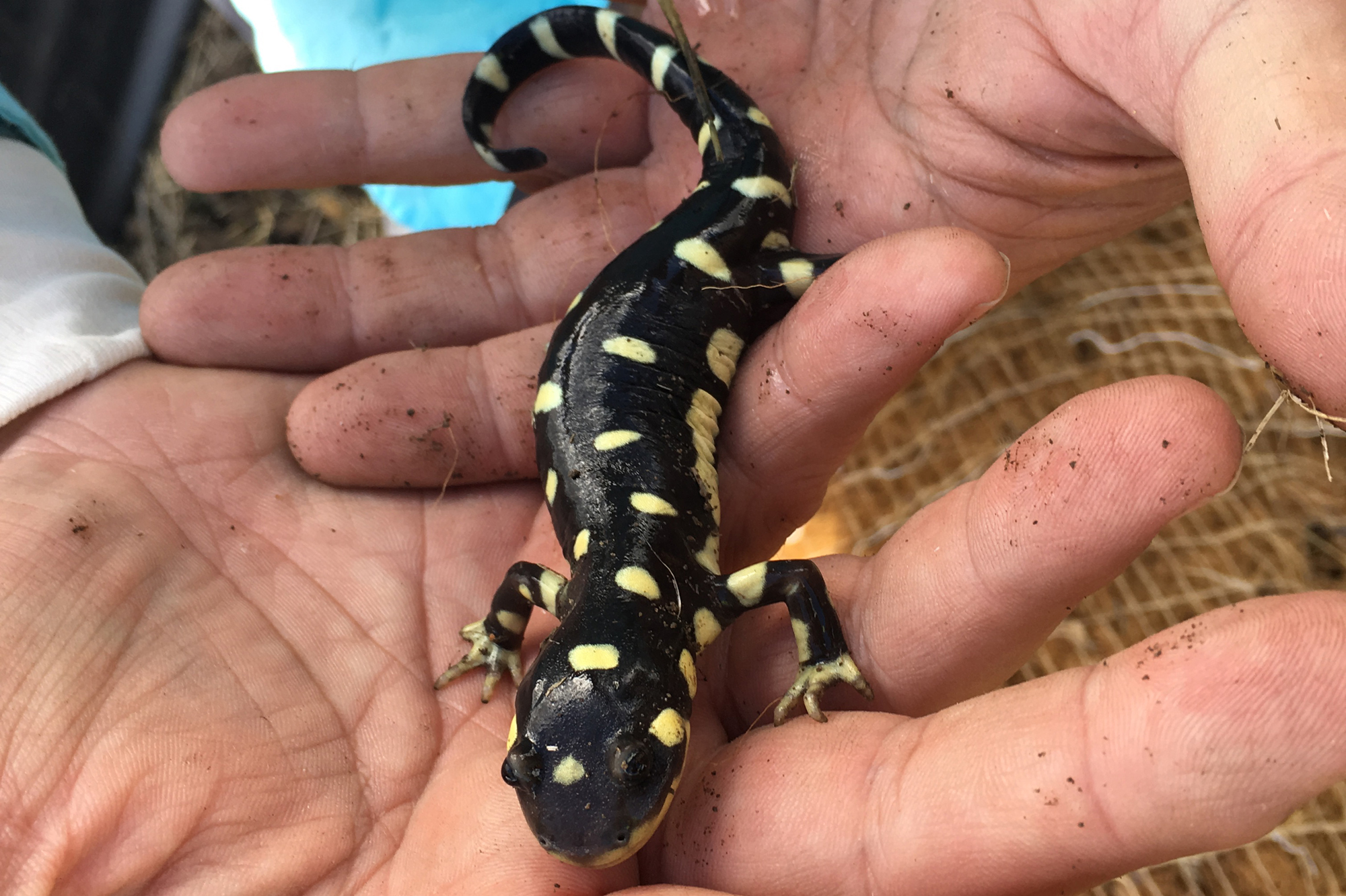 Santa Maria Airport Faces Threat of Lawsuit Over Missing Pond for