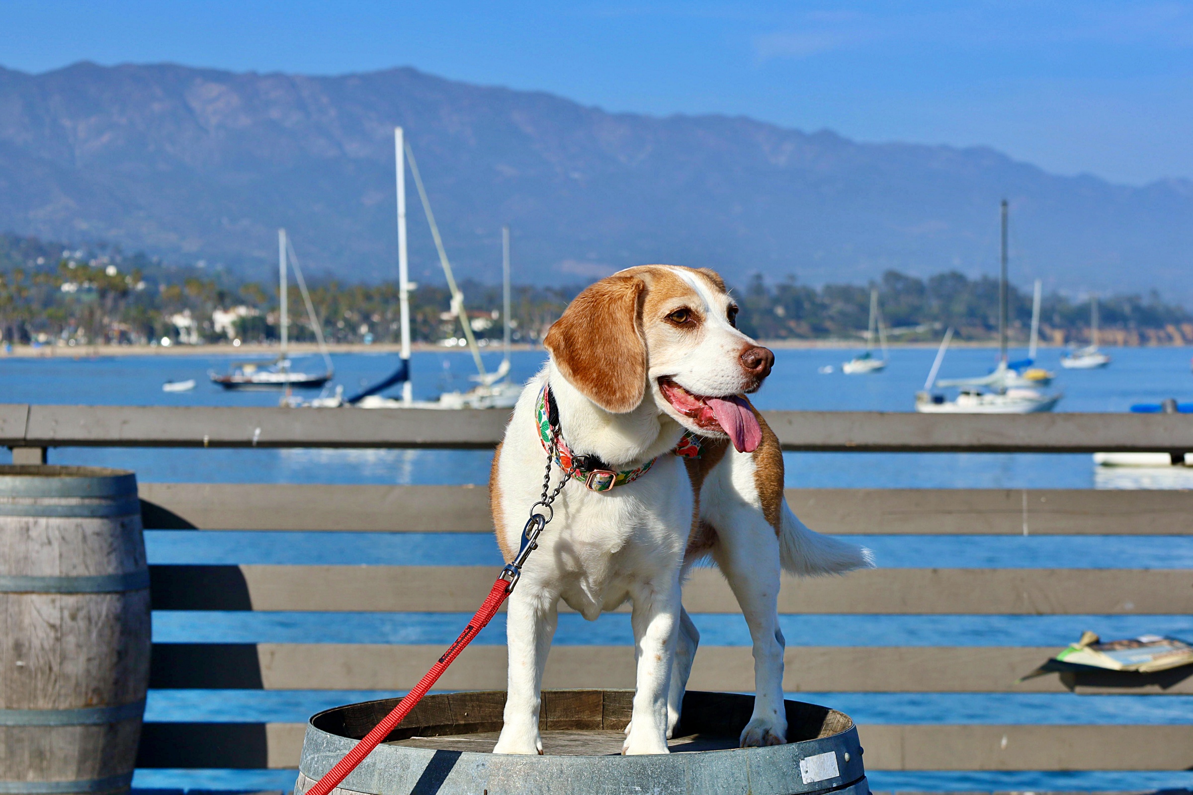 Wharf Dog Photo of the Day Noozhawk
