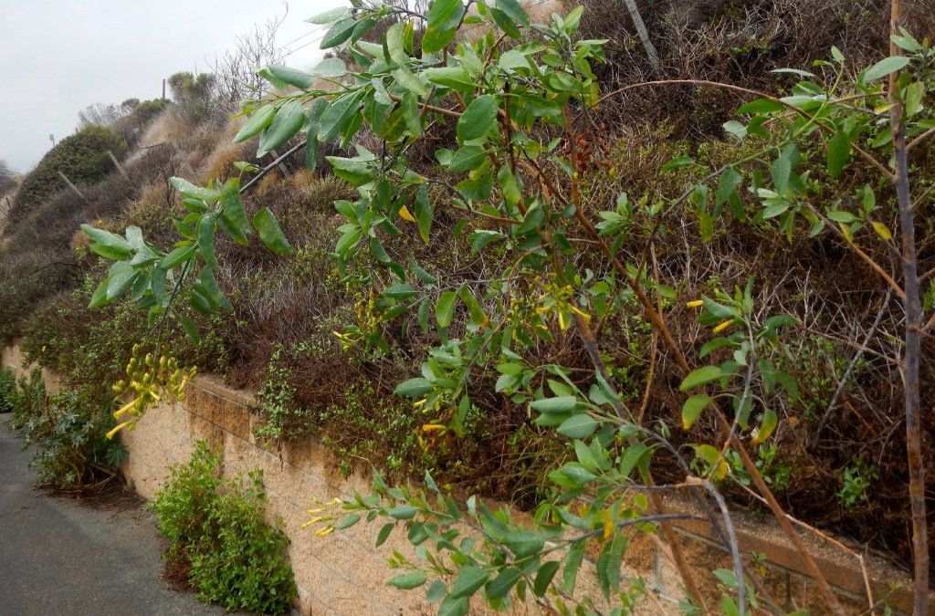 Dan McCaslin: A Rain Walk Above the Roiling Sea on the Gaviota Coast ...