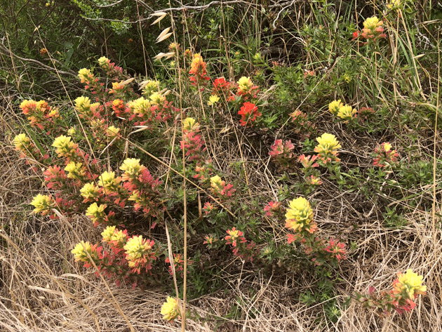 Channel Islands green comes in many colors (coastal paintbrush).