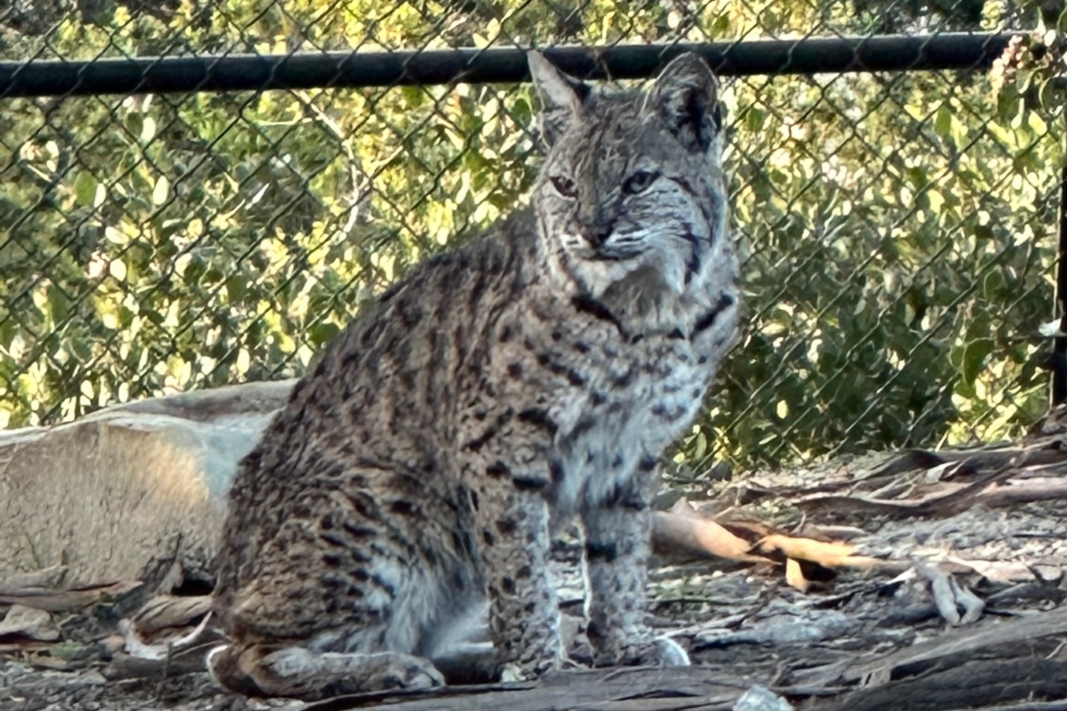 Backyard Bobcat Photo Of The Day Noozhawk Backyard bobcat photo of the day noozhawk