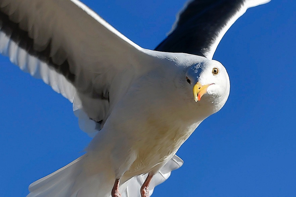 Eyes in the Sky Photo of the Day Noozhawk