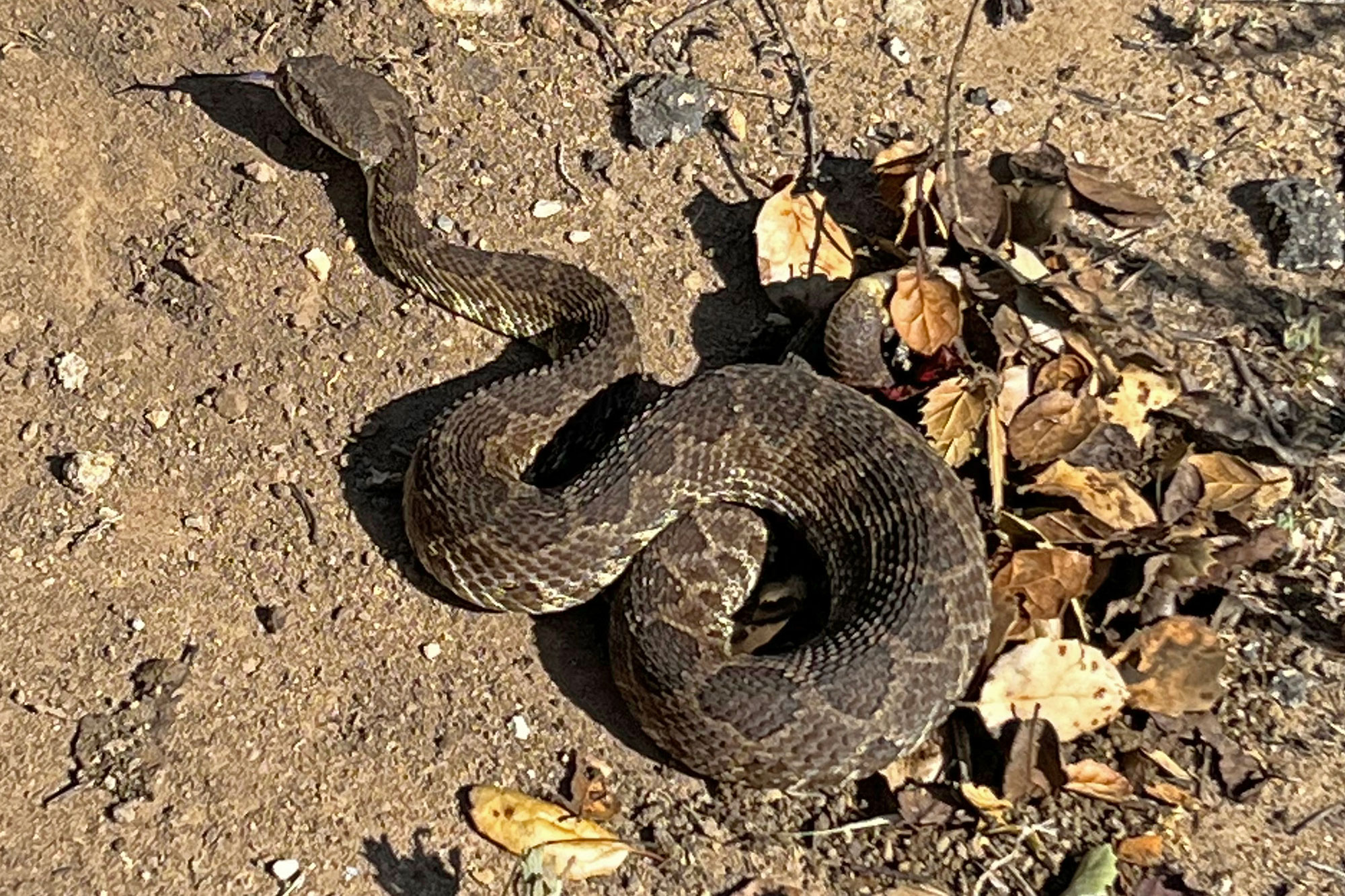 Montecito Trail Rescues Put Rattlesnake Safety in Focus