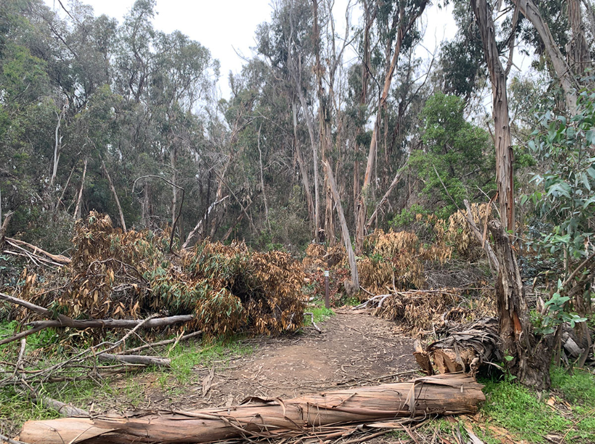 California Coastal Commission Approves Goleta's Hazardous Fuel