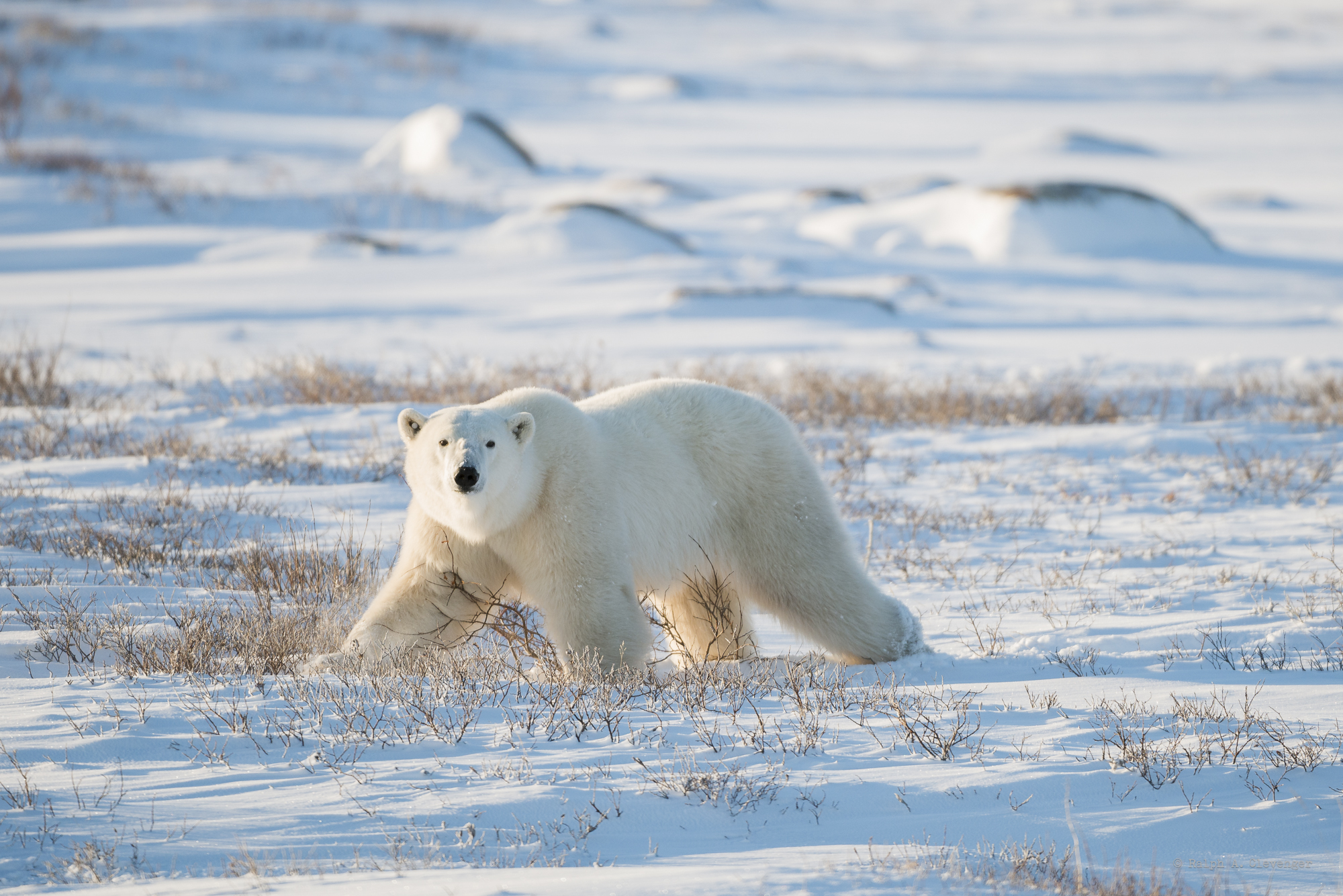 SBMM Maritime Distinguished Speaker Series Highlights the Majestic White Bears of the North | Arts & Entertainment - Vimarsana News