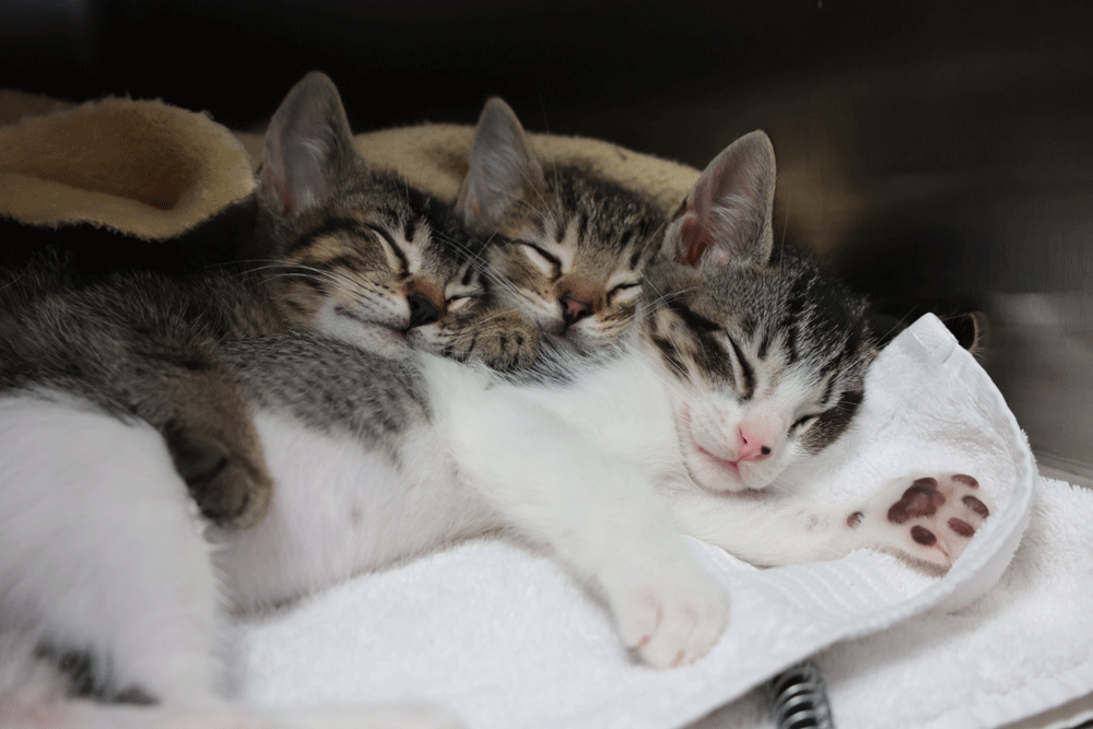 It's Kitten Season; Find Your Feline BFF at ASAP Cats | Four-Legged ...
