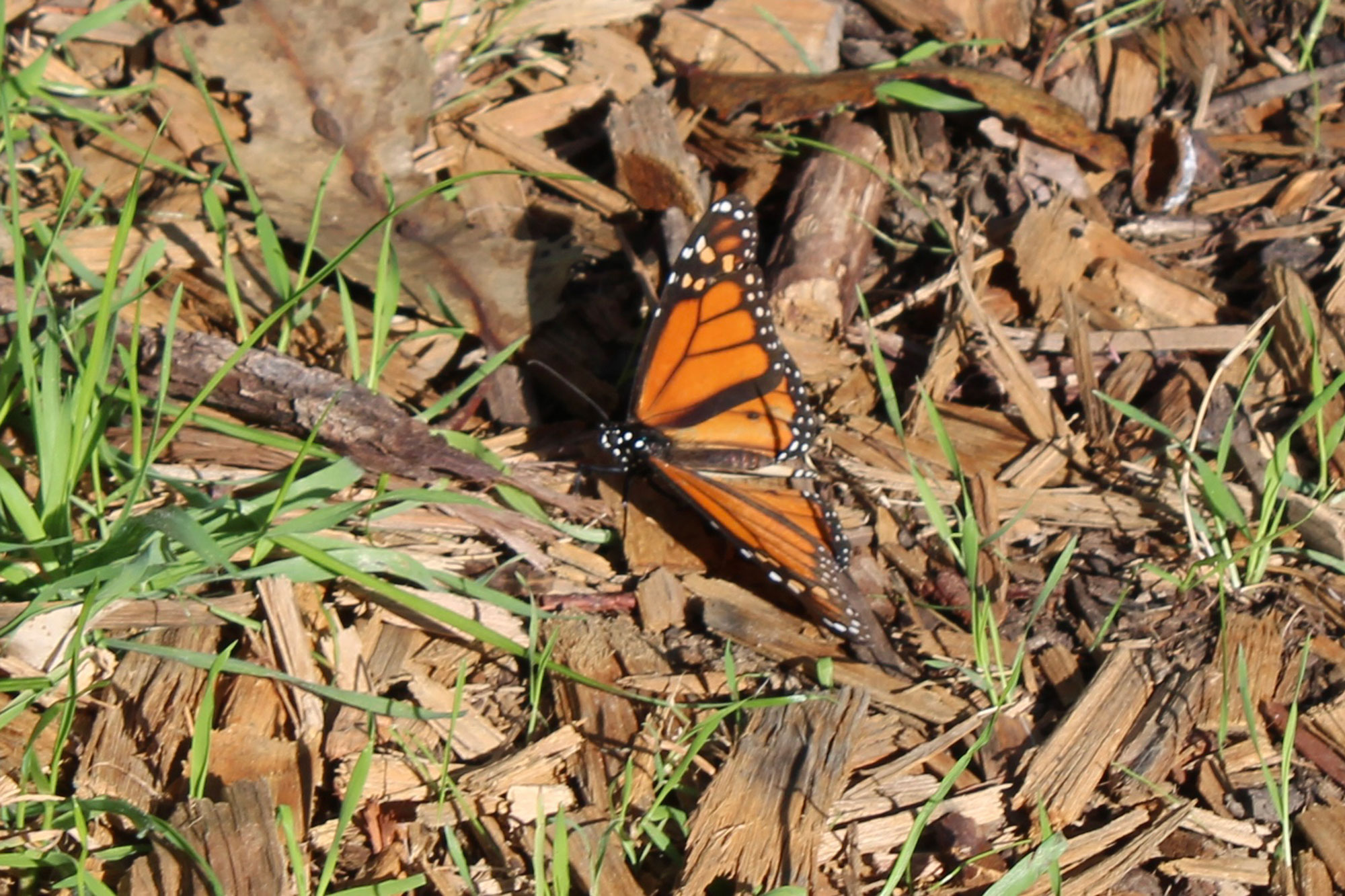 Biologists Find Only 2 Butterflies in Late-Season Count at Ellwood Mesa ...