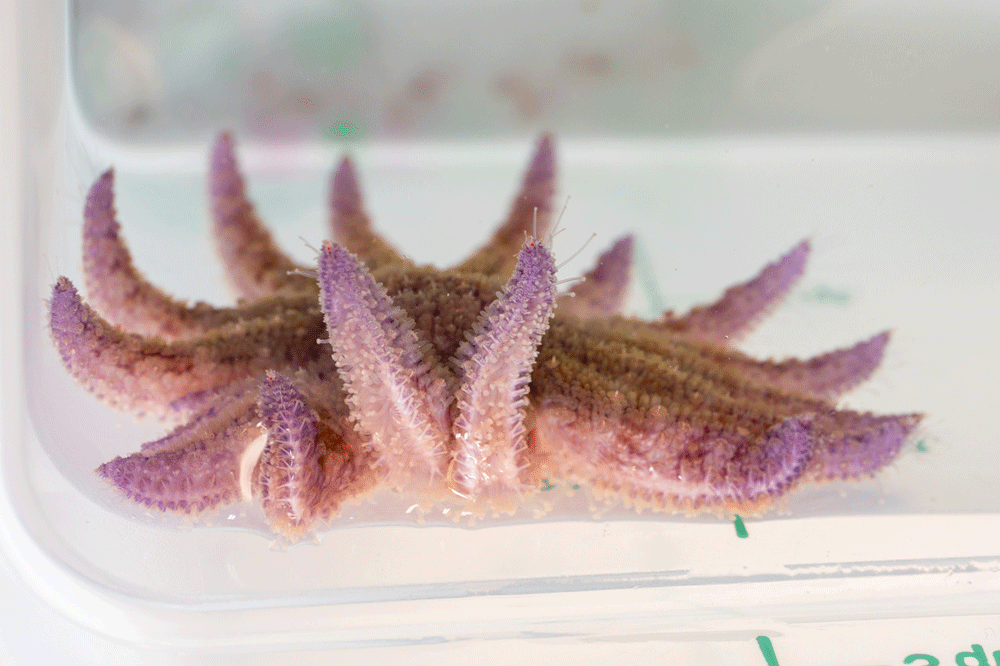 Maritime Museum Talk Explores Sunflower Sea Star, Kelp Recovery