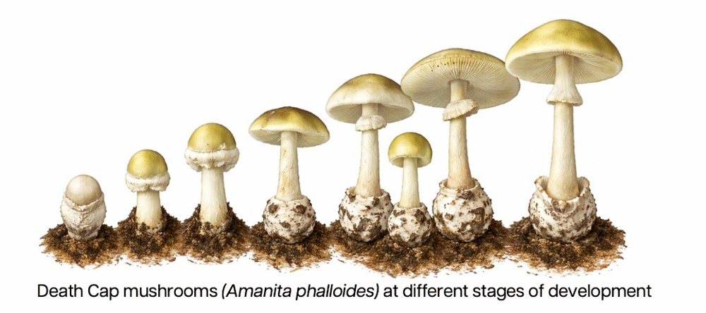 Health Department Advisory: Don’t Eat Foraged Wild Mushrooms