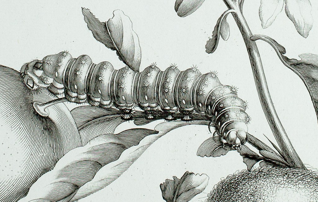 Passion of Butterfly, Moth Collectors Emerges at Natural History Museum