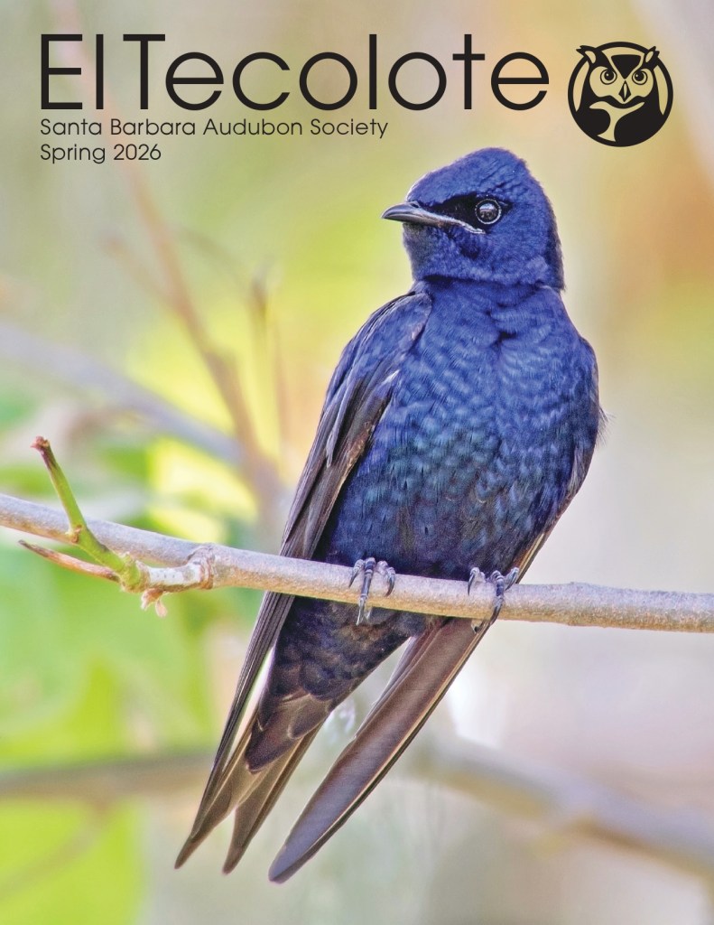 New Signs Put Purple Martins in Limelight at Nojoqui Falls Park