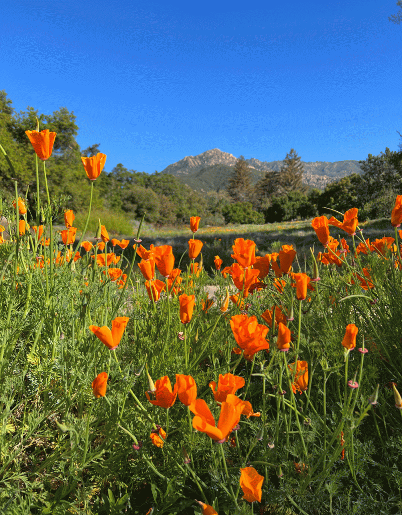 1st Thursday Event to Celebrate Native Plants and Biodiversity