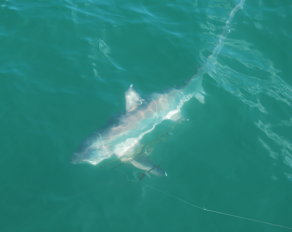 Captain's Log: A T-Shark Action Tale