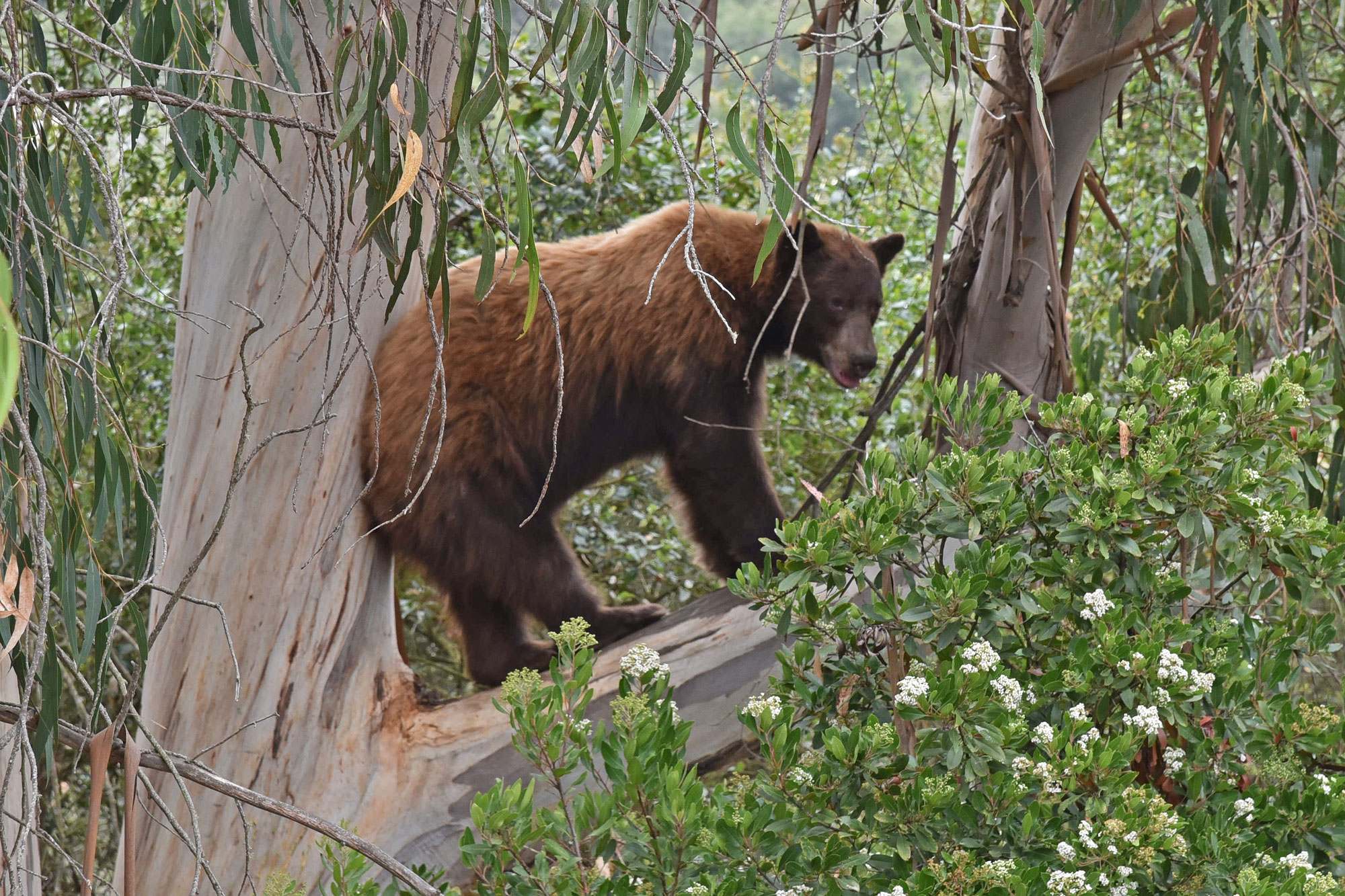 Black Bear Wanders into Western Goleta Neighborhood