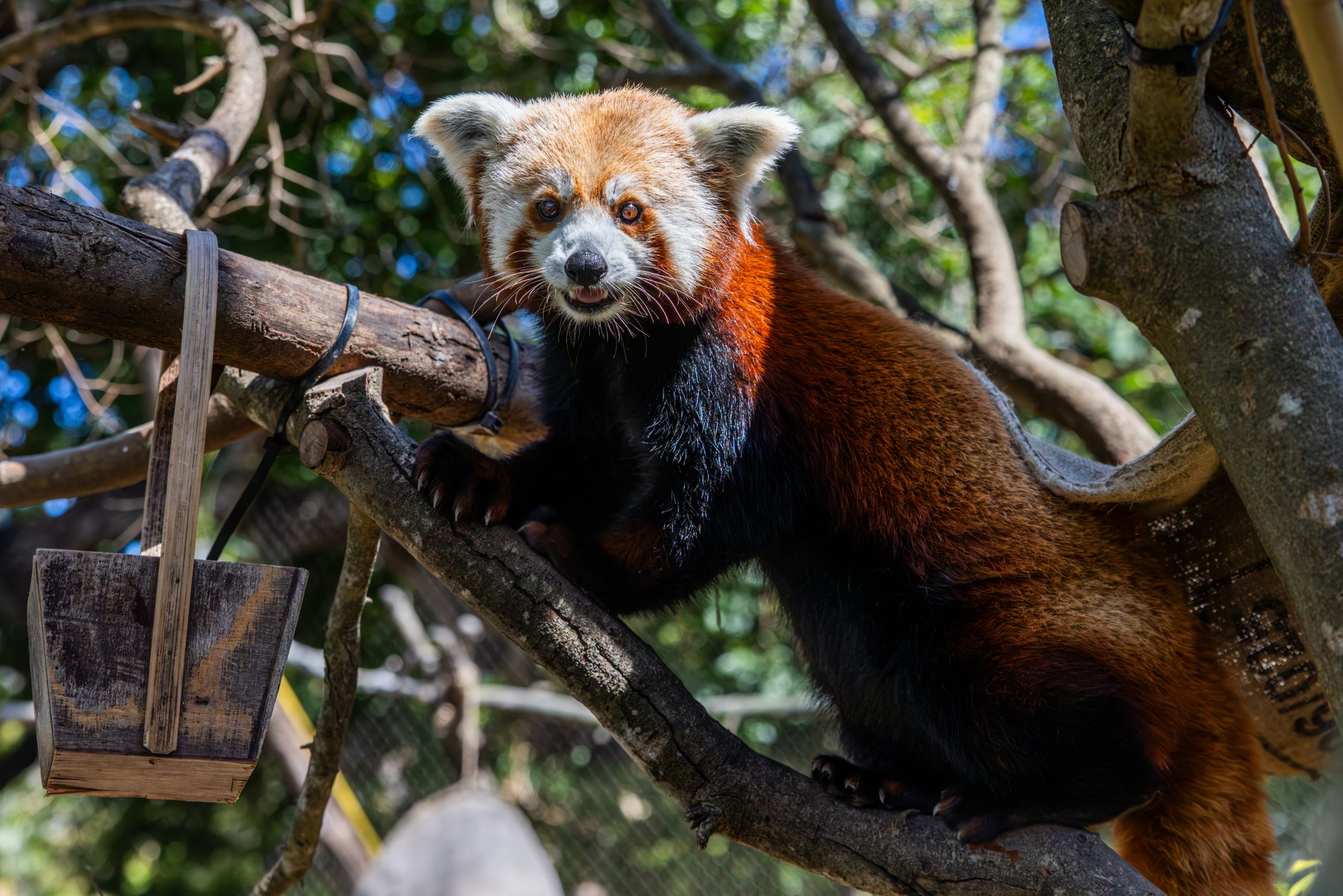 Mother of Santa Barbara Zoo's Red Panda Cubs Dies