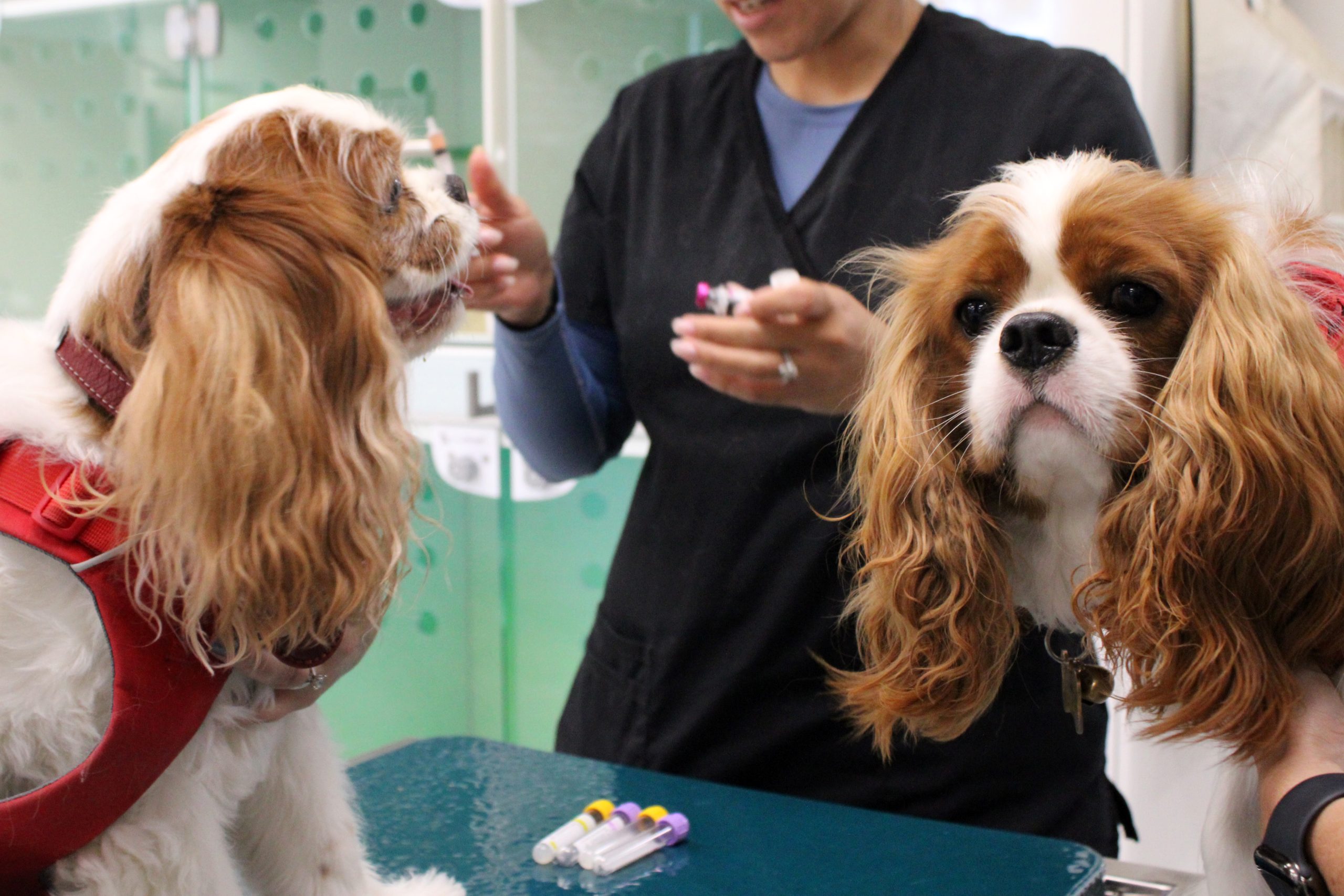 BizHawk: Animal Hospital in Santa Barbara Opens with Pets’ Comfort in Mind