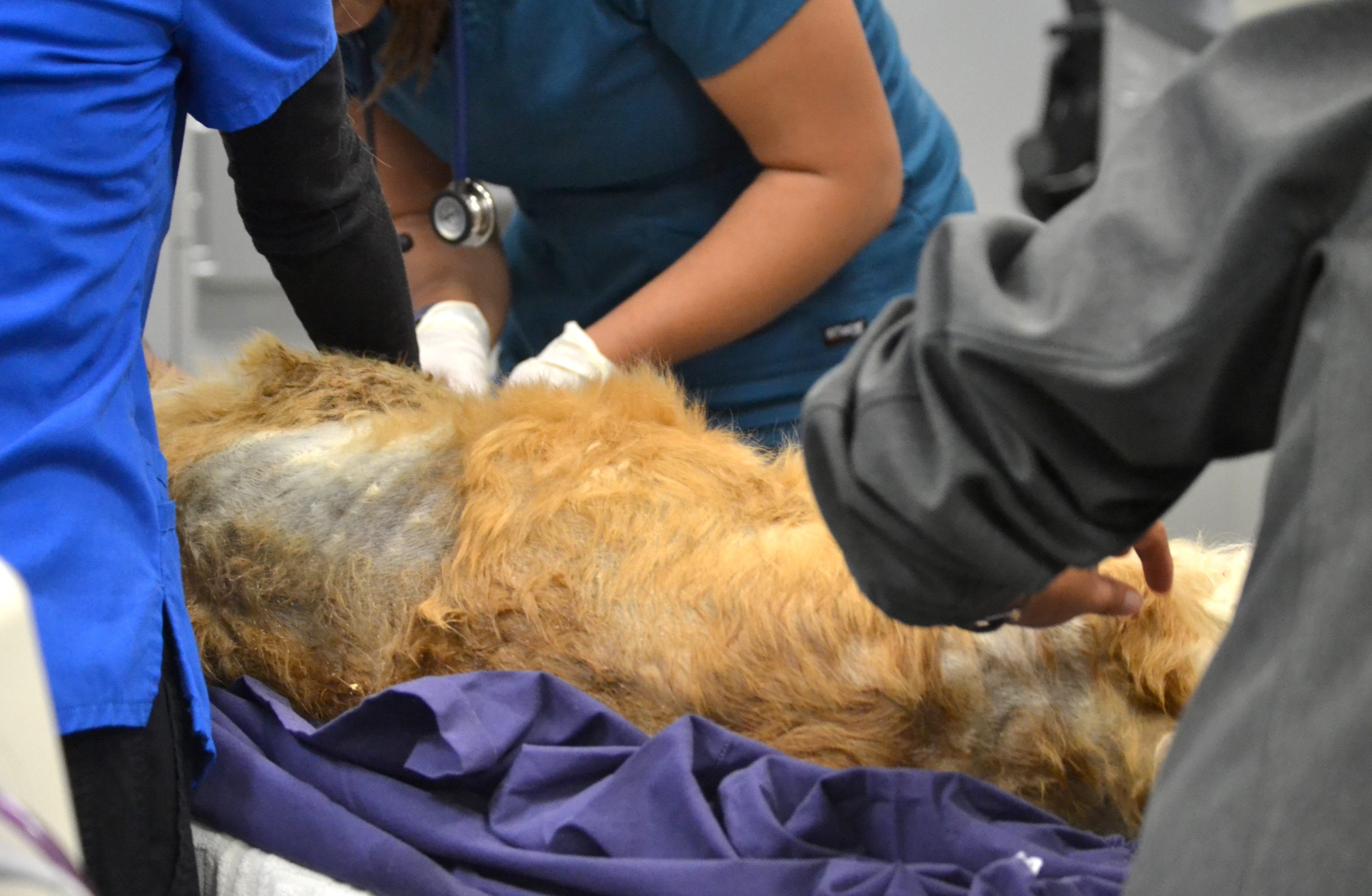 2 Overnight Emergency Vet Hospitals for 1 County. Is That Enough?