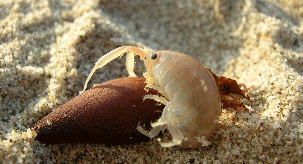 Photo: noozhawk.com How Tiny Beach Crustaceans Shape the California Coast