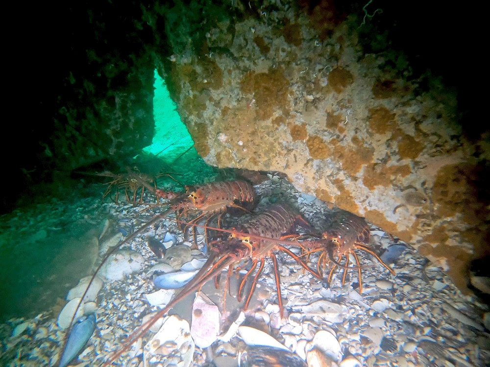 Captain's Log: Picking and Choosing Options for Fresh, Local Lobster