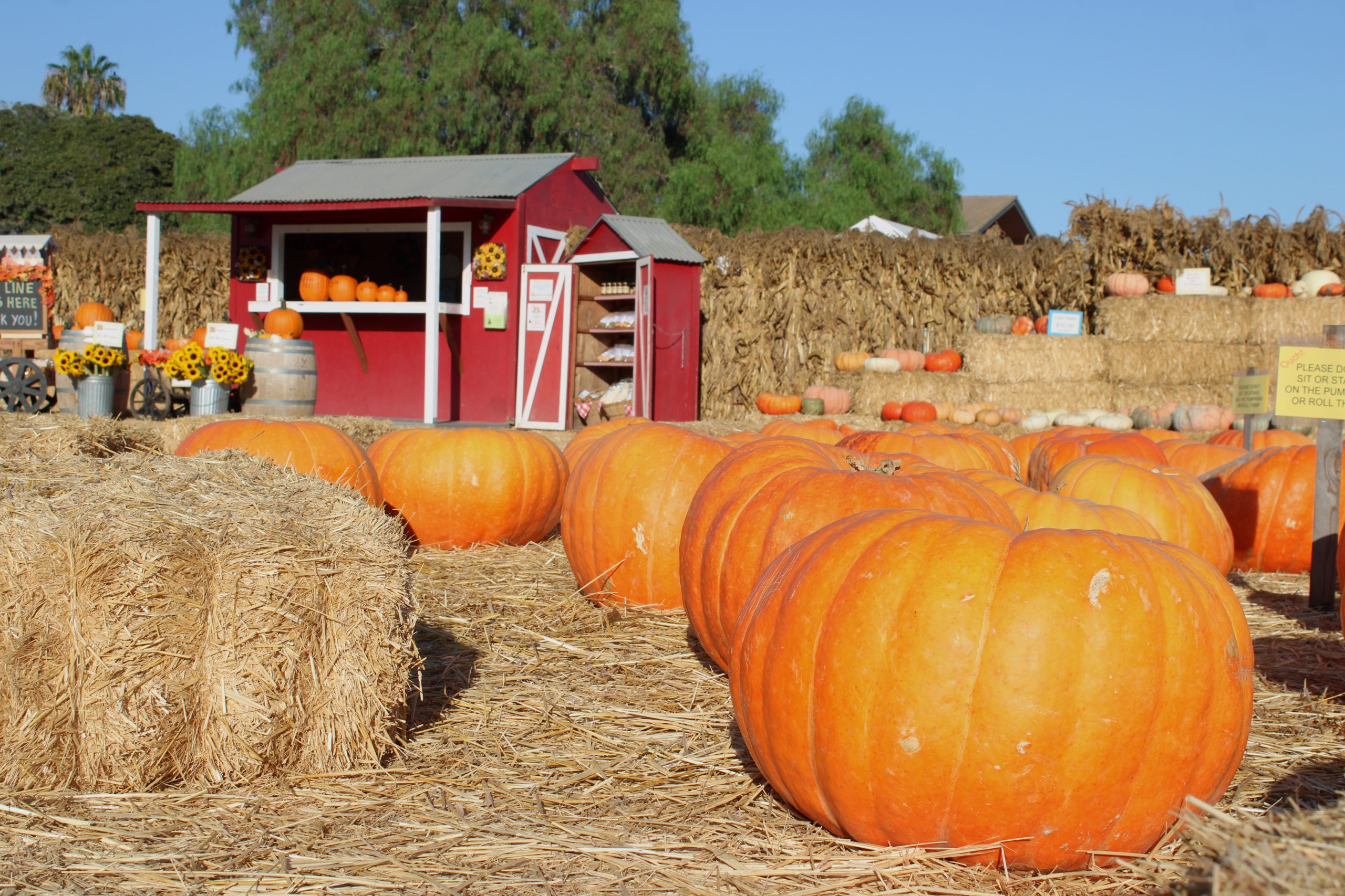 Pumpkin Patches Sprout Across Santa Barbara County | Local News | Noozhawk